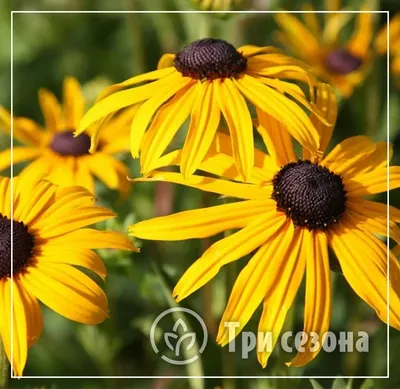 Рудбекия – яркое солнце в саду… - посадка, уход, фото, как вырастить и  собрать урожай - «Блог Флориум.юа» 2024