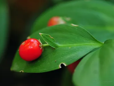 Рускус /Ruscus/