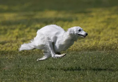 Русская псовая борзая (Borzoi) - это преданная и величественная порода  собак. Описание, фото и отзывы.