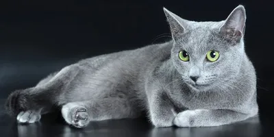 Русская голубая: характер, описание кошки с фото | Pet7