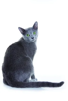 Русская голубая кошка: описание породы, характер, стандарт, особенности,  уход, здоровье