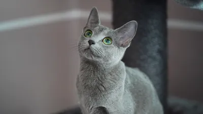 Русская голубая кошка - характер и поведение.