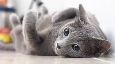 Русская голубая кошка: описание породы, правила ухода, характер, кормление