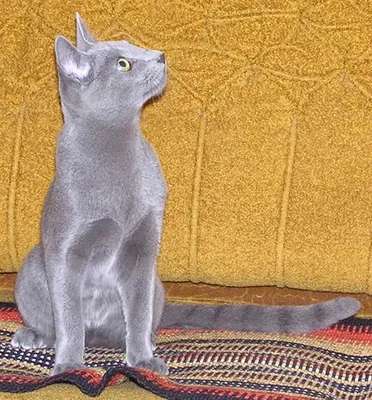 Kotik Shop - Сегодня мы расскажем вам о такой породе как русская голубая. ⠀ Русская  голубая кошка – одна из самых известных пород в мире. Своё начало  современная порода берет именно из