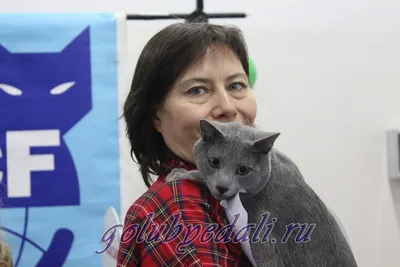 2 - Питомник русских голубых кошек \"Lukosan\"