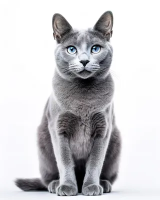 Русская голубая кошка: плюсы и минусы | Хвостатый друг | Дзен