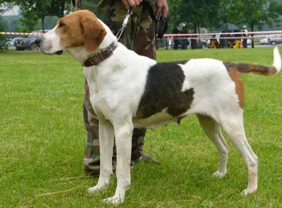 Русская пегая гончая (Russian piebald hound) (Породы собак) русский пегий  гончий, русские пегие гончие, гончие собаки, щенки гончей, гончая купить,  русские собаки, гончая фото, щенки русской гончей, гончие Энциклопедия о  животных EGIDA.BY