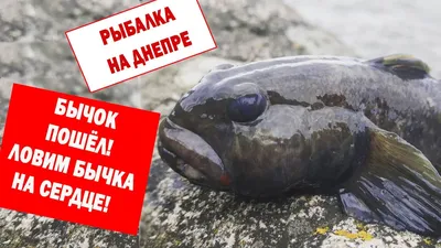 Бычок, какими особенностями славится эта рыба?