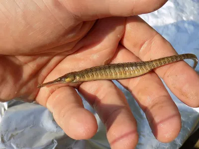 Рыба игла Corythoichthys intestinalis