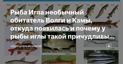 Радужная рыба-игла: Пресноводный родственник морского конька. Их самцы  раздувают пузо и вынашивают детёнышей вместо дам | Пикабу