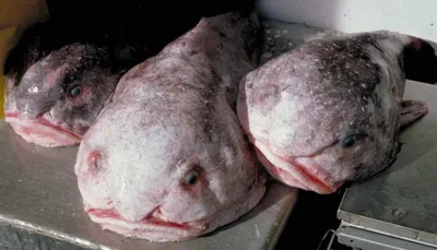 Рыба-капля (Blobfish) - Govzalla.com