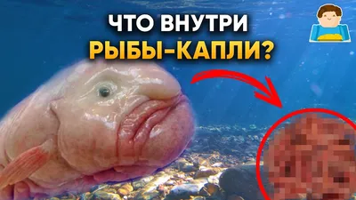 Ми-ми-мишки. Жизнь под водой. Почему вода в море солёная, рыба-капля  грустная, а акулы никогда не спят? купить с доставкой в интернет-магазине |  janzenshop.de