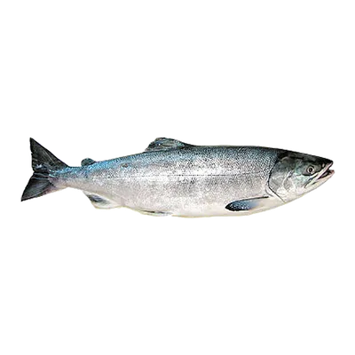 Кета (Onchorhynchus keta) - sharkseafoods.com