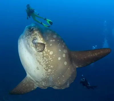 рыба луна: 25 тыс изображений найдено в Яндекс.Картинках | Ocean creatures,  Ocean animals, Sea fish