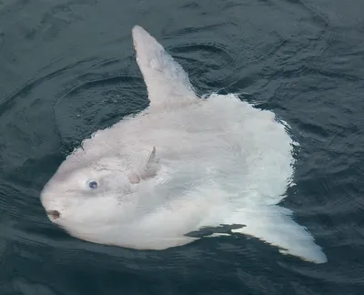 Mola Mola Sonnenfisch Skizze Zeichnung Stock Vektor Art und mehr Bilder von  Mondfisch - Meeresfisch - Mondfisch - Meeresfisch, Mondfisch - Fisch,  Biologie - iStock