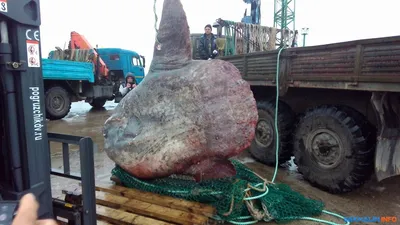 Обновлённое чучело рыбы-луны вернулось в сахалинский краеведческий музей -  Новости Сахалинской области - astv.ru