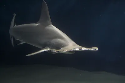 Бронзовая акула-молот — Википедия