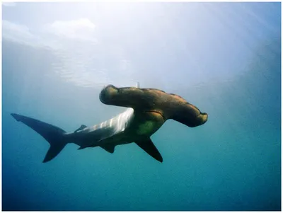 Коста-Рика » Гигантская акула-молот (Great hammerhead shark,  Sphyrnamokarran)