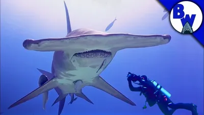 Акула-молот | Как приручить дракона вики | Fandom