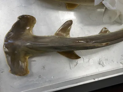 Schleich 14835 - Фигурка Шляйх рыба Акула-молот - купить в Украине |  Profi-Toys