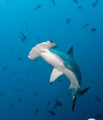 Гигантская акула-молот: удивительное морское создание со странной головой |  Морские обитатели | Дзен