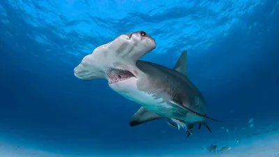 Акула-молот: особенности жизни и необычная форма головы