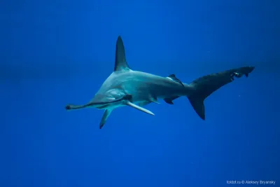 Москвариум - Наверняка все вы знаете про акулу-молот, а знаете ли вы, что у  нее есть малоголовый родственник? Встречайте #досье на Акулу-лопату! В  отличие от Гигантской акулы-молота, длина которой может составлять 6