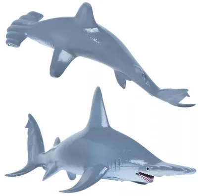 Гигантская акула-молот: 10 интересных фактов из жизни хищницы с необычной  формой головы | Приключения натуралиста | Дзен