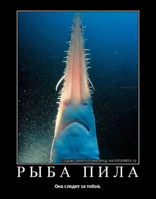 РЫБА ПИЛА