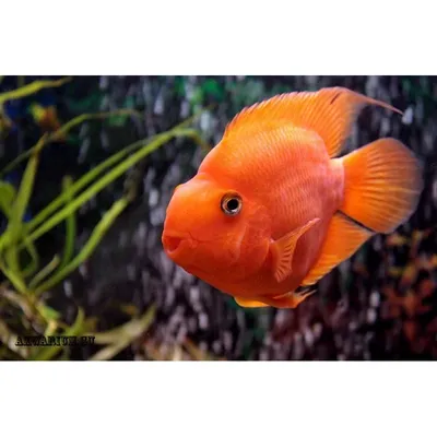 Рыба-попугай (Red Parrot Cichlid)