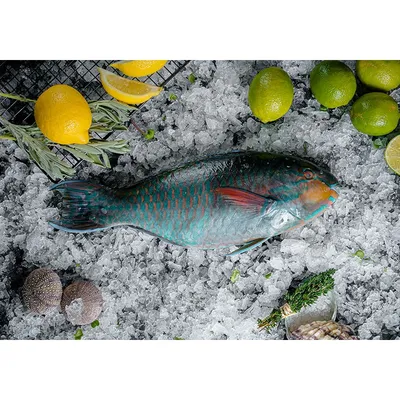 Шишколобая рыба–попугай | PetZona - канал о животных | Дзен