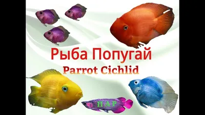 Купить Рыбку Тригибридный попугай синий тигр - Danio.com.ua