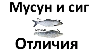 Вяленый сиг от 2300₽ за кг | Азбука Севера – сеть магазинов дикой рыбы