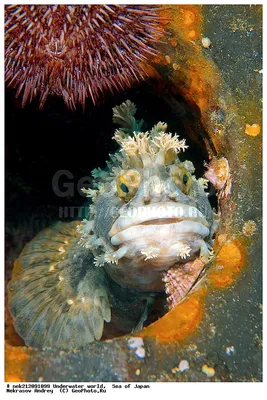 Рыба-собака (Blenny)