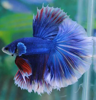 Петушок Халф Мун (Betta splendens Over Halfmoon) | Интернет магазин ГиперЗоо