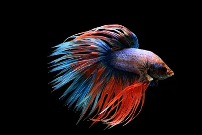 Рыбка Петушок: что важно знать о Betta splendens - DECOTOP.RU