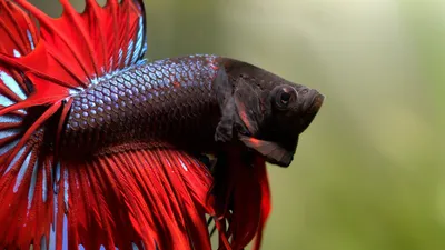 Рыбка петушок betta