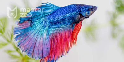 Рыбка петушок / Бойцовая рыбка / Сиамский петушок / Betta Splendens -  «Красивая и неприхотливая рыбка И ФОТО красавца!» | отзывы