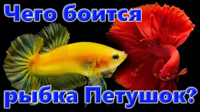 Петушок Сиамский Синий Betta splendens - Рыбки - Nano Fish