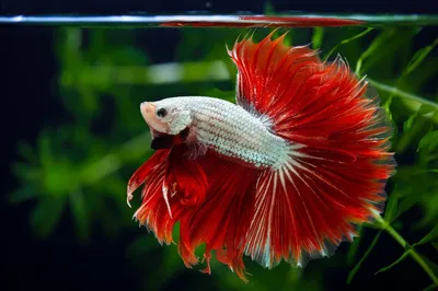 Редкие цвета у петушков betta splendens | Пикабу