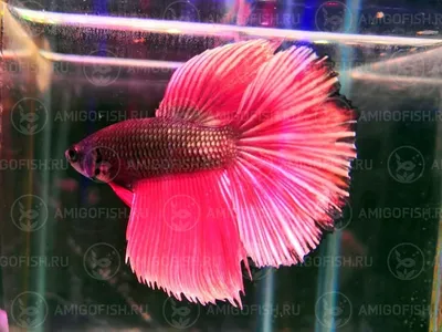 Петушок Белый Двухвостый - White Double tail Betta - Рыбки - Nano Fish