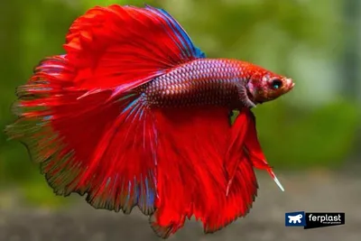 Петушок Халф Мун (Betta splendens Half Moon) купить недорого в Москве |  Амигофиш