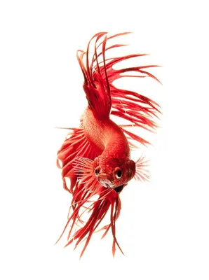 Петушок вуалевый красный - Betta splendens (самец)