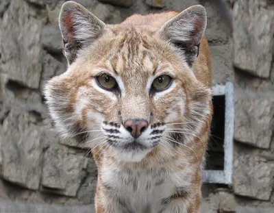 Кошки, похожие на рысь: фото и список пород