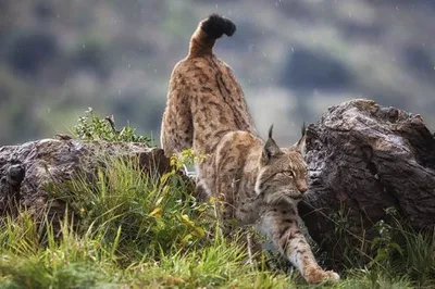 Lynx: Tailless cat with tassels | Interesting facts about lynx - YouTube