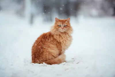 Виниловая наклейка \"Рыжий кот\"