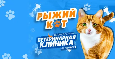 Алмазная мозаика Рыжий кот Черно-белый котёнок 30х40 купить по цене 764 ₽ в  интернет-магазине Детский мир