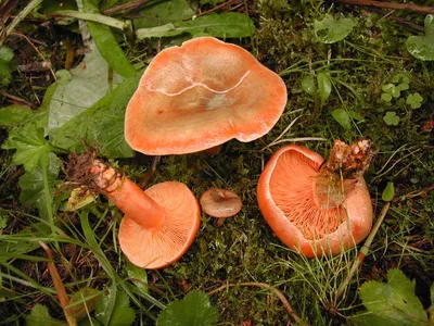 Рыжик сосновый - Lactarius deliciosus - Грибы Уломы Железной