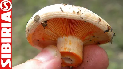 Рыжик еловый (Lactarius deterrimus). Фото на сайте \"Грибы: информация и  фотографии\"