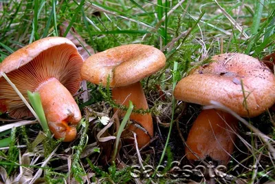 Грибы Лесные Рыжики - «Лесной рыжик - царский гриб. Где и как искать рыжики?  Засолка рыжиков. Суп и жареные с картошкой рыжики. » | отзывы